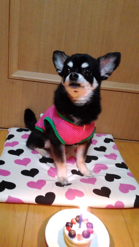 体験ドッグラン開催